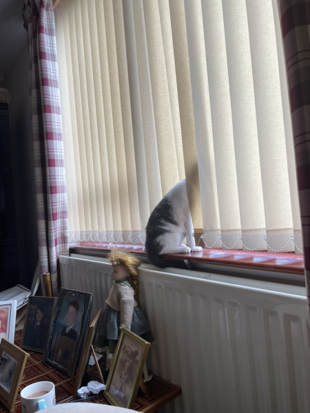 Does anyone's dog look through window 