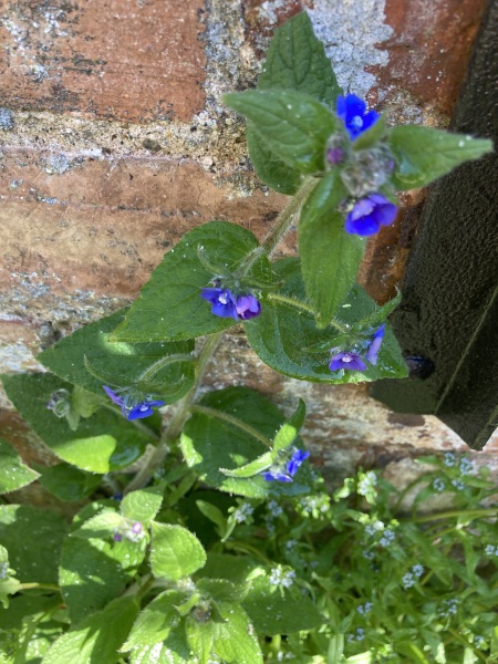 Overheard a rant on the bus.What ‘bastard’ things will you not have in your garden.