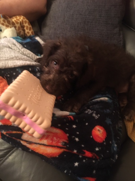 New dog