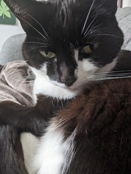 I told my cat a joke and this is how much she enjoyed it ...