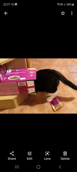 Cat owners: what do I need to know? 