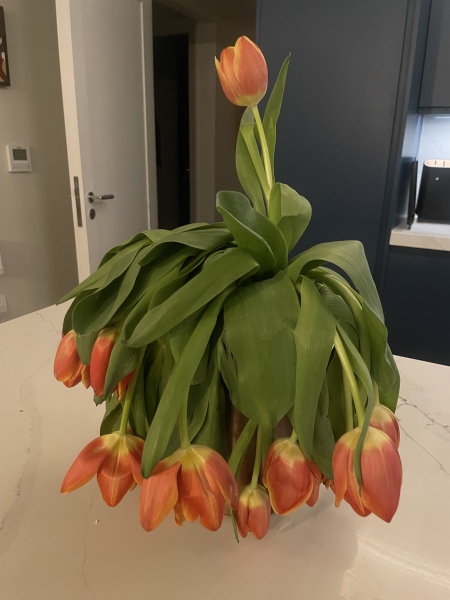 What has happened to these flowers??!