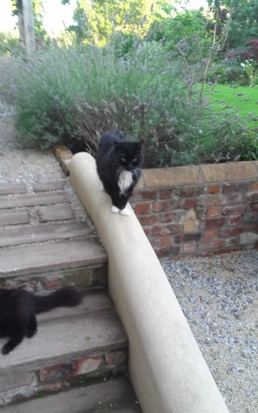 White cats, or any cats, really...