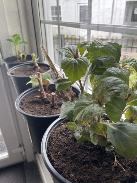 Who’s growing Dahlias this year