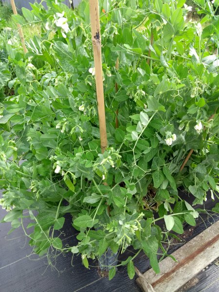 The Vegetable Patch Mark 2