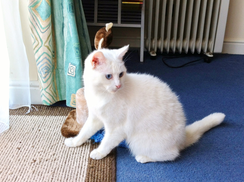 White cats, or any cats, really...