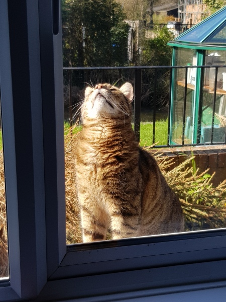 Thug cat part 5 - For he will not do destruction, if he is well-fed, neither will he spit without provocation.