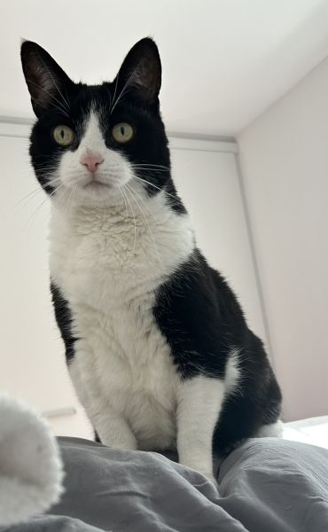 I think I've joined a cult and my cat is the leader.