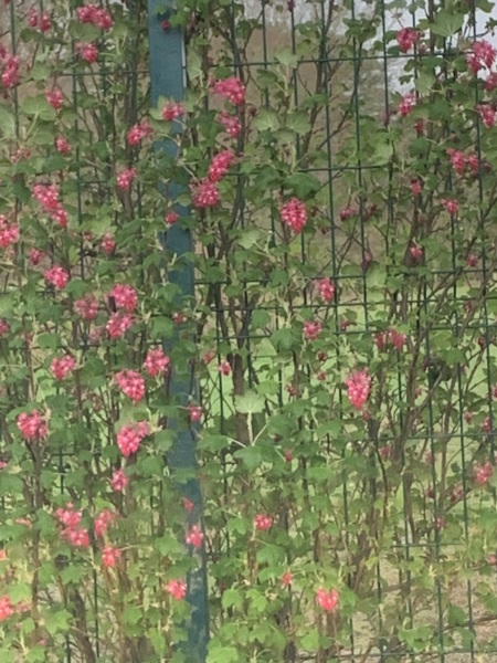 What this plant please