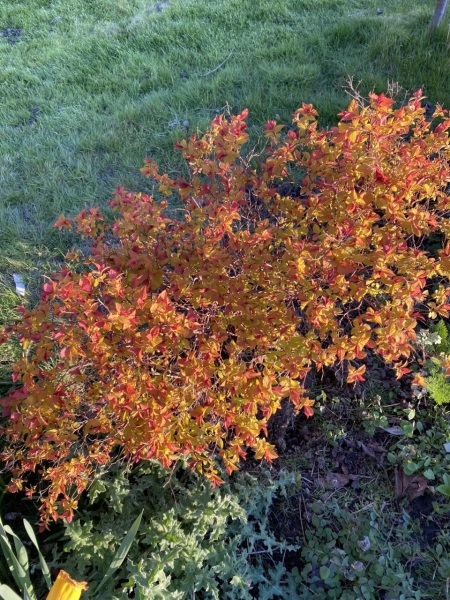Plant ID please!