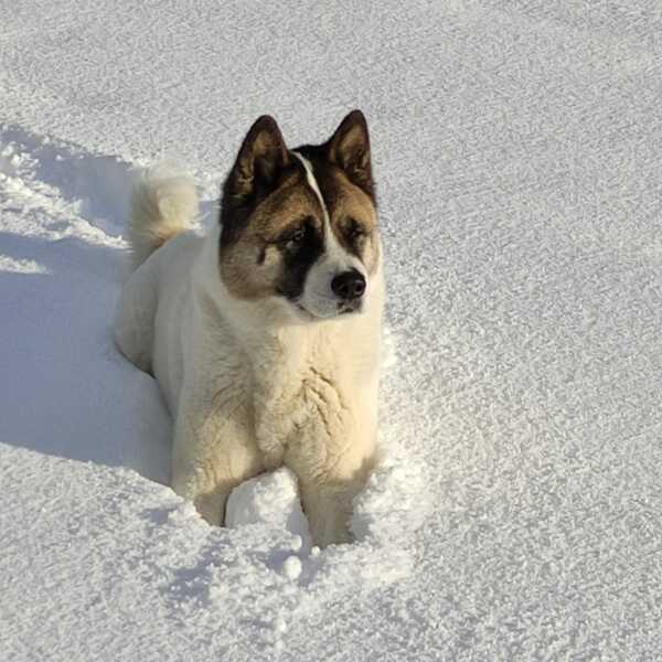 Can we share dog pictures?