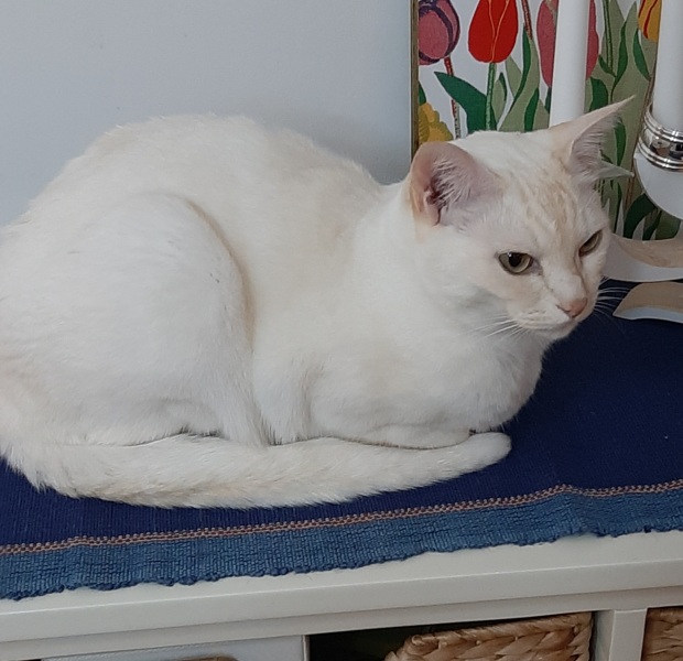 White cats, or any cats, really...