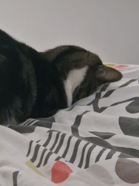 I told my cat a joke and this is how much she enjoyed it ...