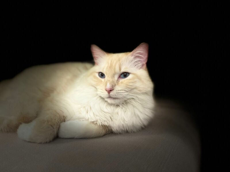 White cats, or any cats, really...