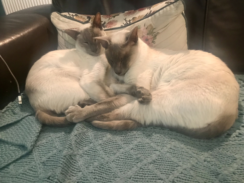 White cats, or any cats, really...