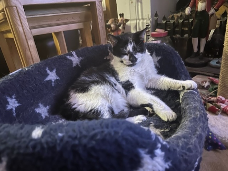 Sleep well little Harry Puss, I'll miss you 