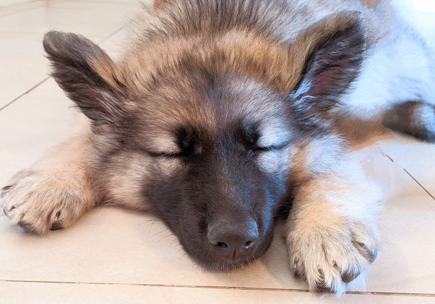 Puppy help