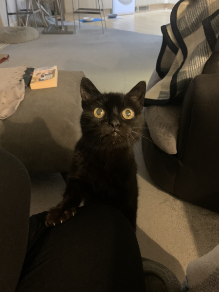 Cat owners: what do I need to know? 