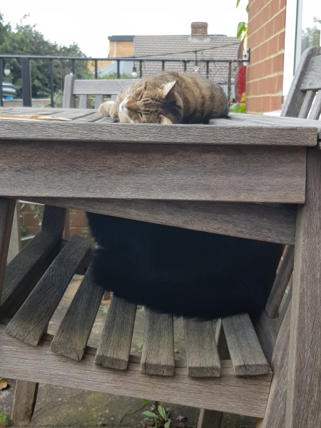Thug cat part 5 - For he will not do destruction, if he is well-fed, neither will he spit without provocation.