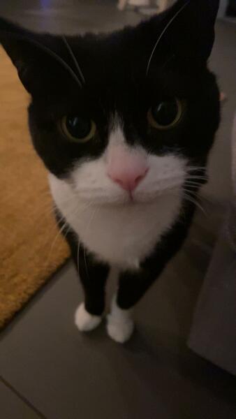 The Continuing Adventures of Cat Three