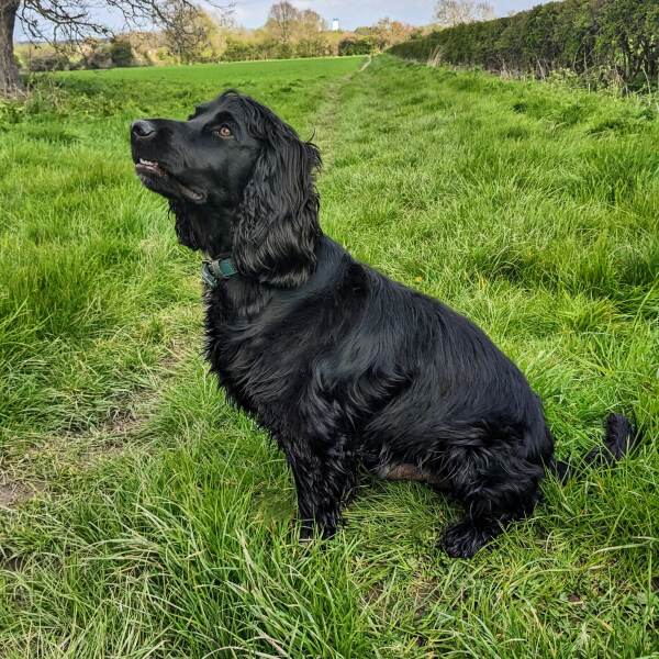 What do you call your dog…?