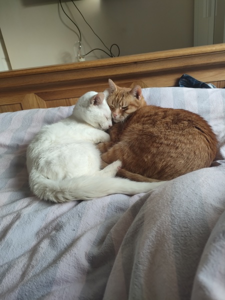 White cats, or any cats, really...