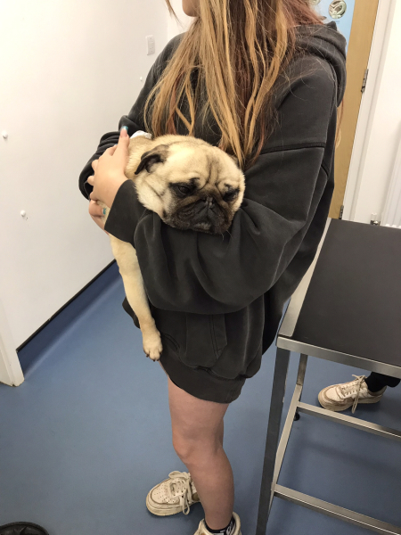 What is the biggest drama you have had with one of your pets?