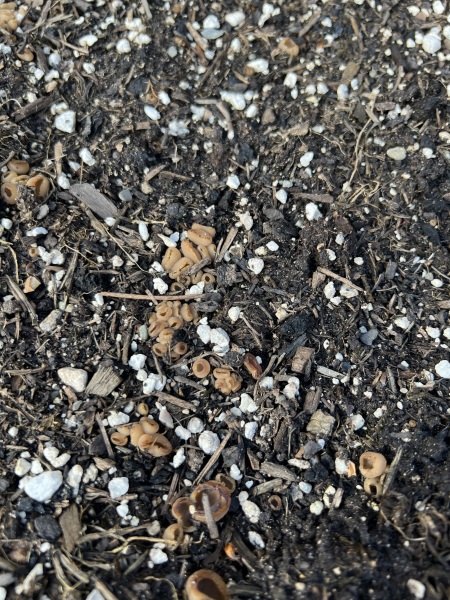 What is this in my veg beds?!