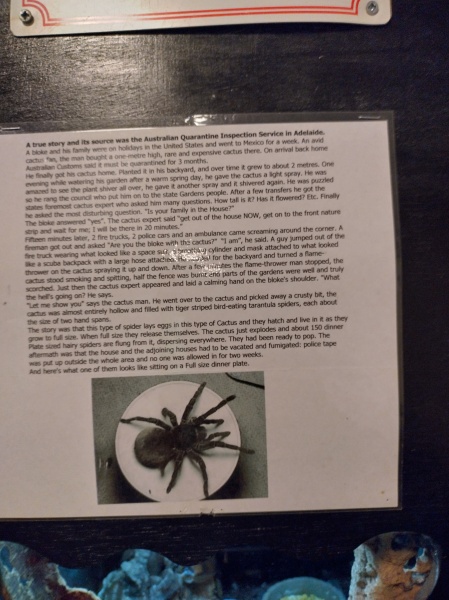 How do I remove sinister Santa outfit from a cactus?