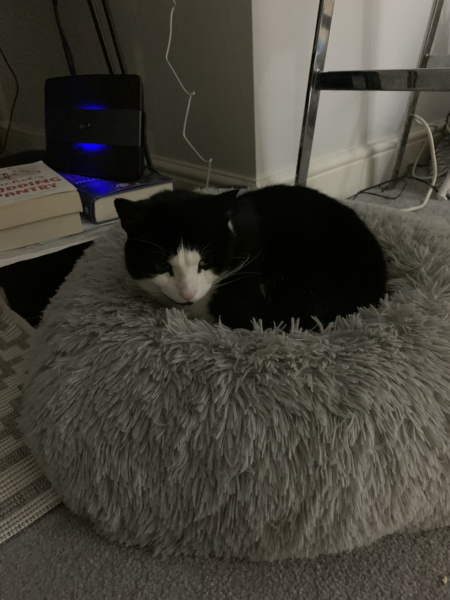 Cats used to be worshiped as Gods...