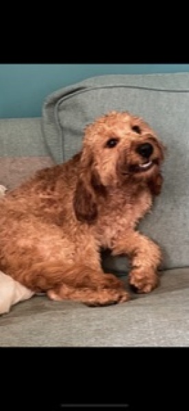Can we share dog pictures?