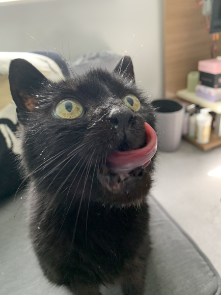 Cats used to be worshiped as Gods...
