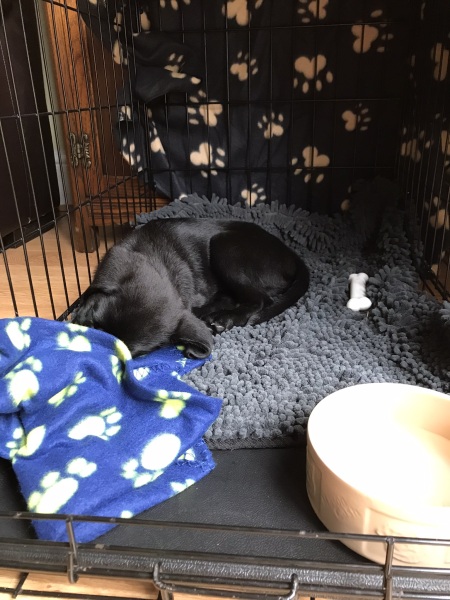 Puppy Survival Thread - as we approach Fireworks night for the first time…