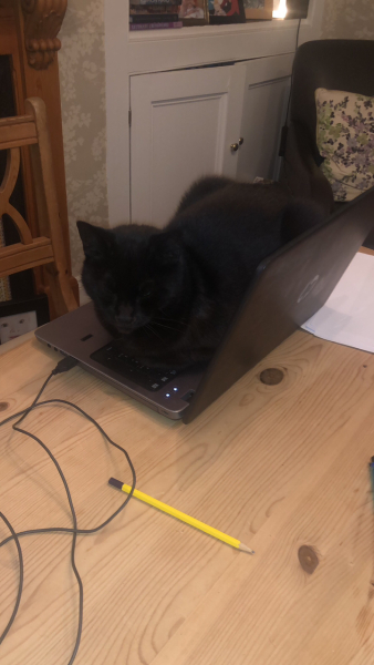 Tell me about your British Shorthair 