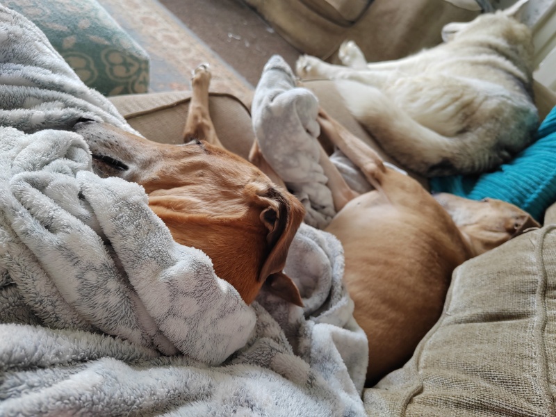 My dog is sprawled across me asleep.  I have needed a wee for over an hour but don’t want to disturb me.  Anyone relate? Pic included! 