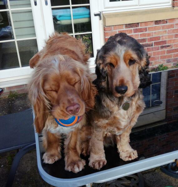 Can we share dog pictures?