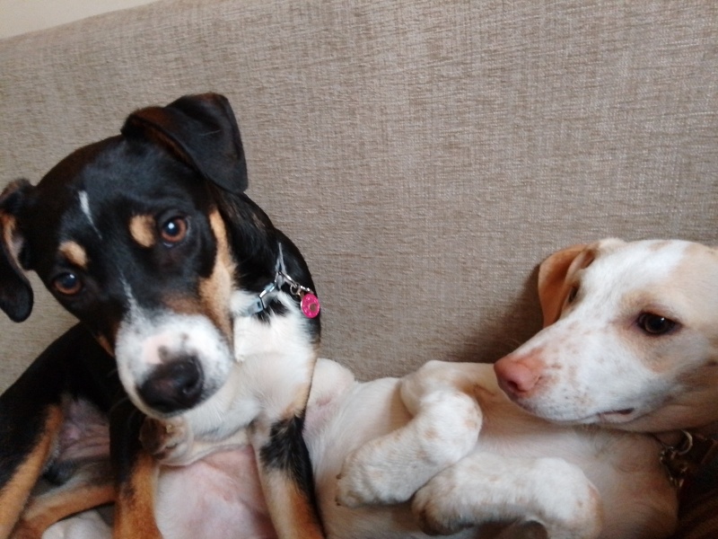 Advice for a first time dog owner