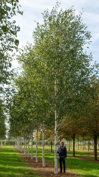 Neighbour wants tree cut down