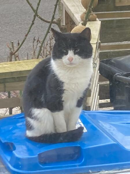 Stray cat turning up, but already have a cat 