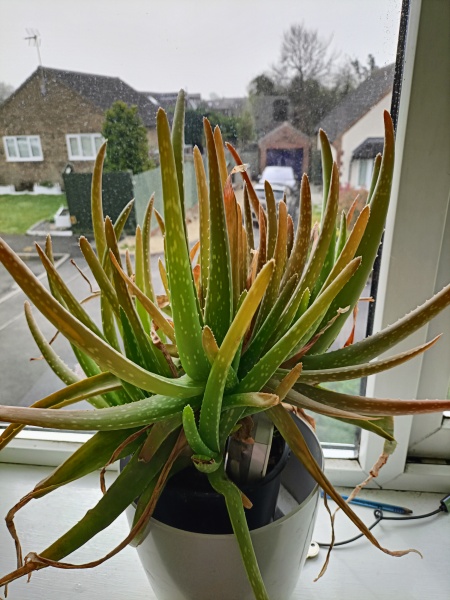 Aloe Vera plants