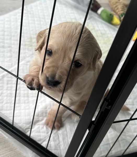 Name for a golden retriever puppy