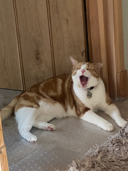 I told my cat a joke and this is how much she enjoyed it ...