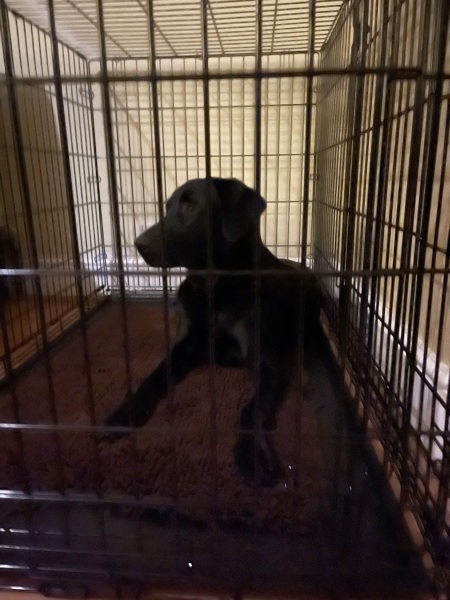 Puppy Survival Thread - as we approach Fireworks night for the first time…