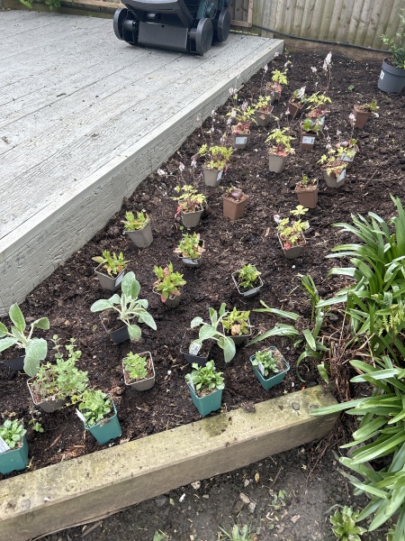 Planting up new beds…. Does this look right?