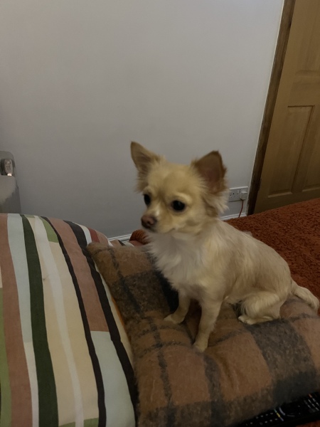 Teacup Chihuahua - recommended?