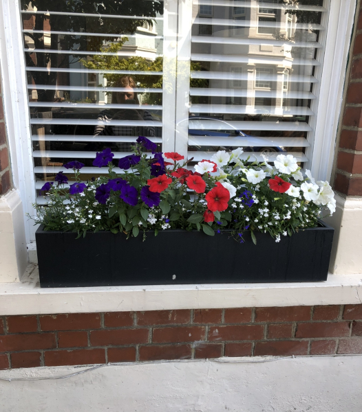 What should I plant in my window boxes?