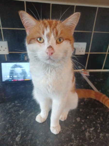 I told my cat a joke and this is how much she enjoyed it ...