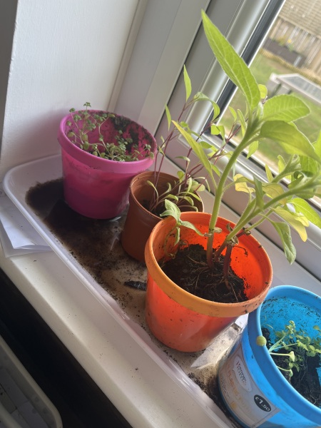 Next steps with my indoor seed plants