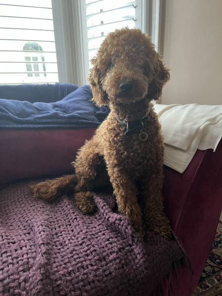 Advice for a first time dog owner