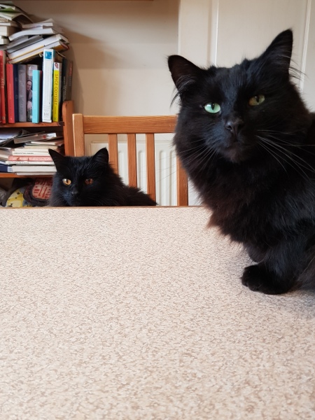 Cats used to be worshiped as Gods...